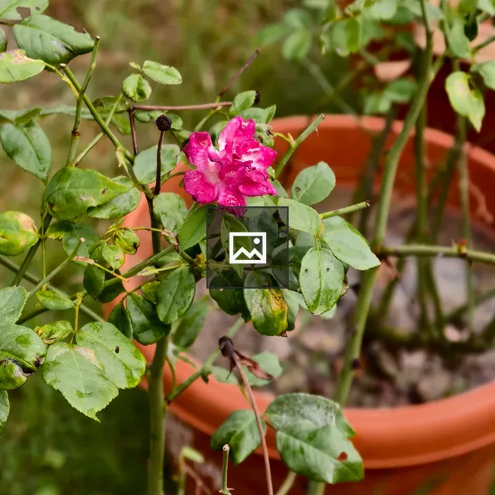 Pink flower on rose bush