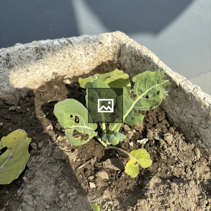 Cauliflower Plant in Planter