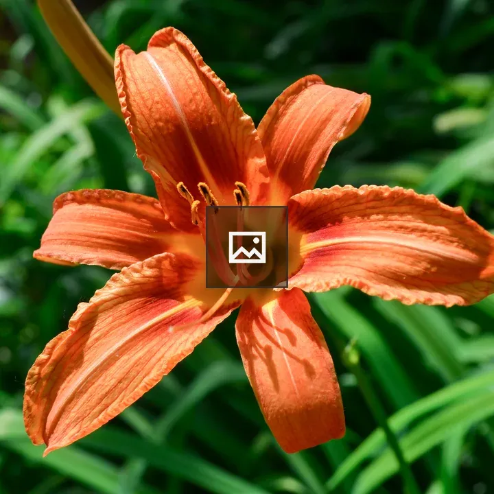 Orange daylily in Bloom