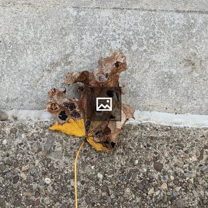 Orange Leaf on Ground
