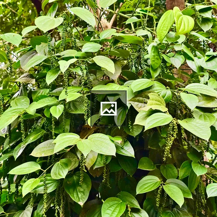 Black pepper plant with peppercorns