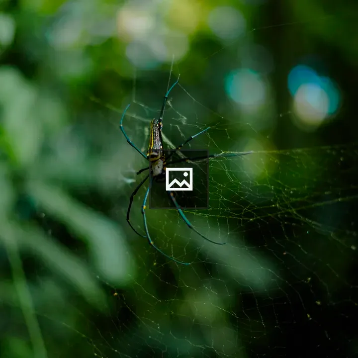 Yellow Spider