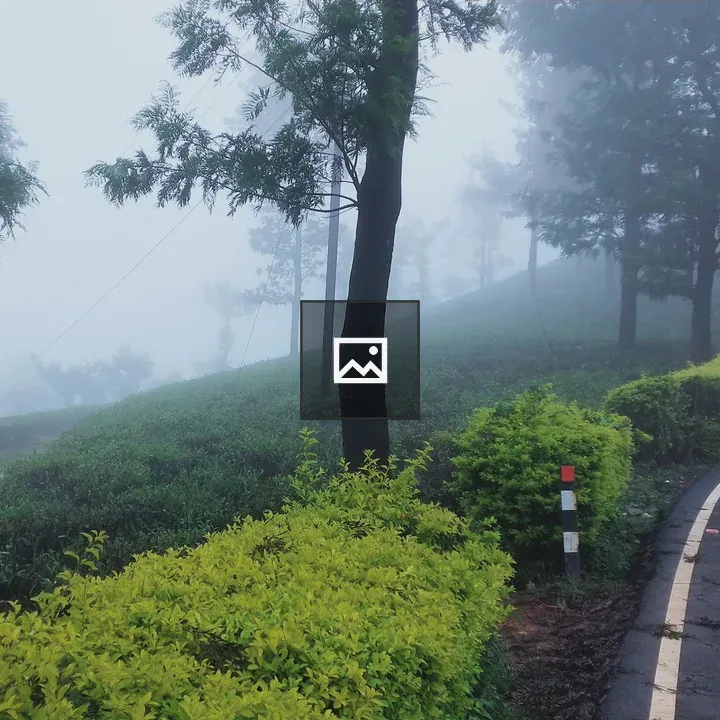 Tea plantation road with bordered leaves