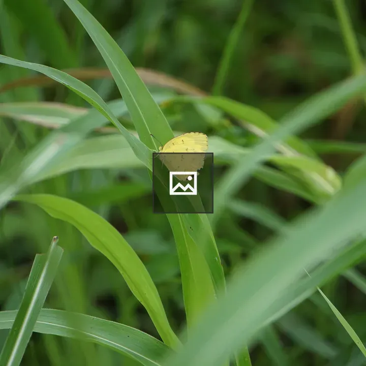 Yellow butterfly on leaf
