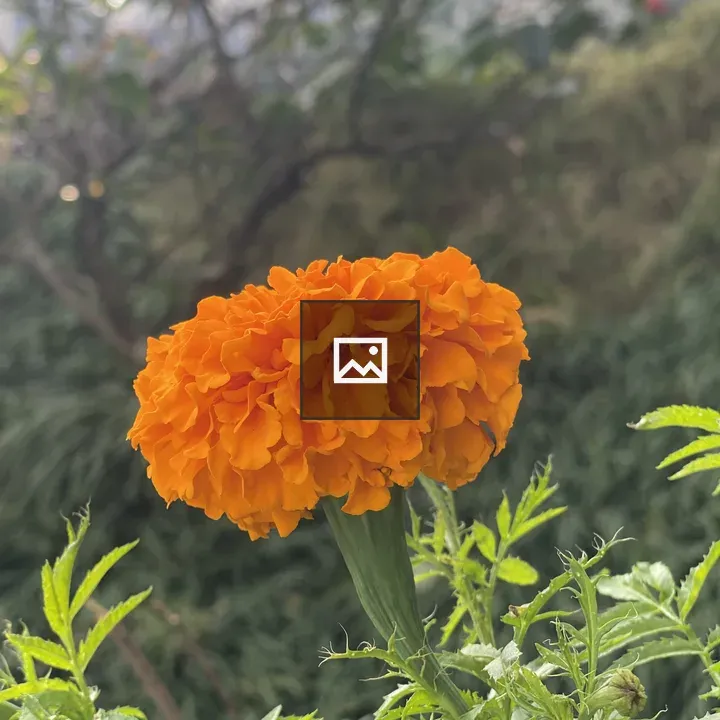 Orange marigold flower