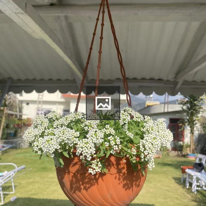 Hanging terracotta pot with foliage