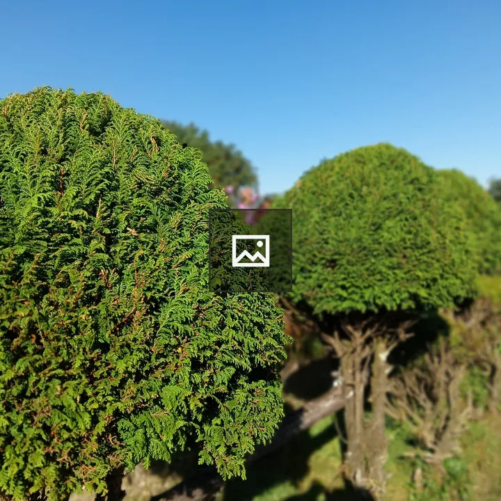 Row of green shrubs against blue sky