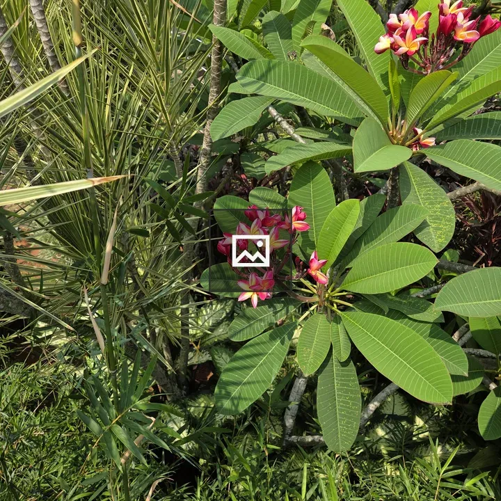 Pink and Yellow Plumeria Cluster