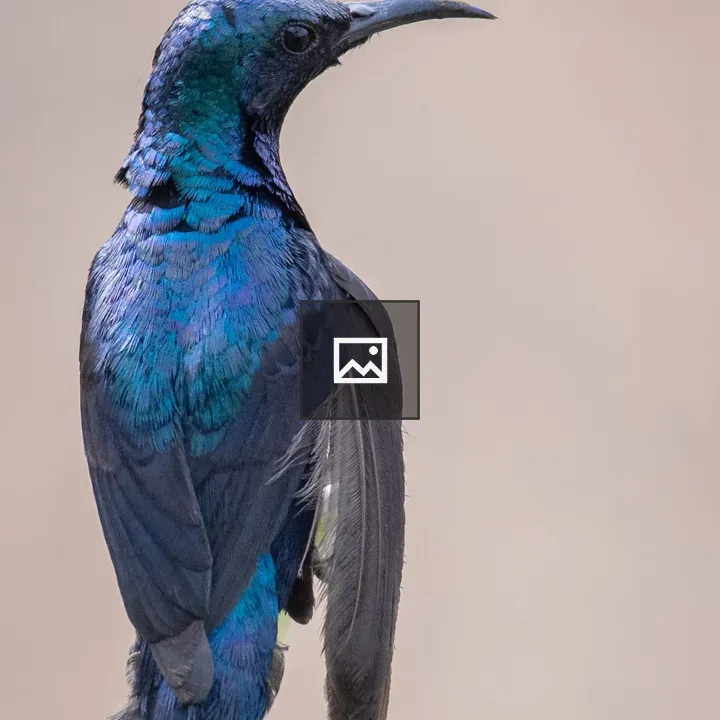 Purple Sunbird Portrait