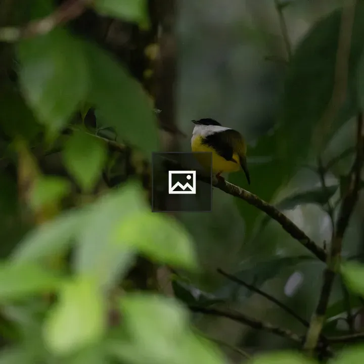 Bird on branch in forest