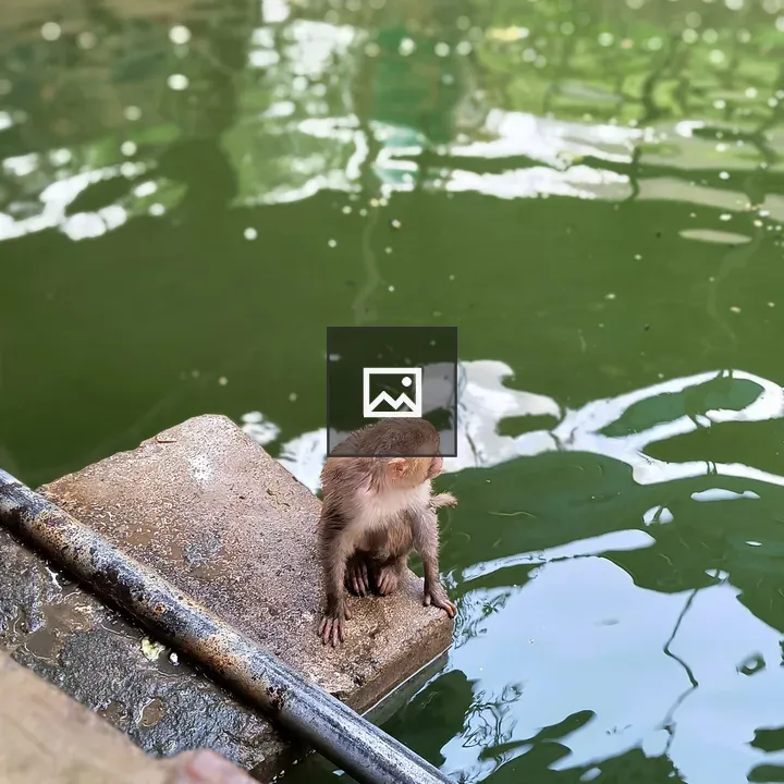 Wet baby monkey on ledge