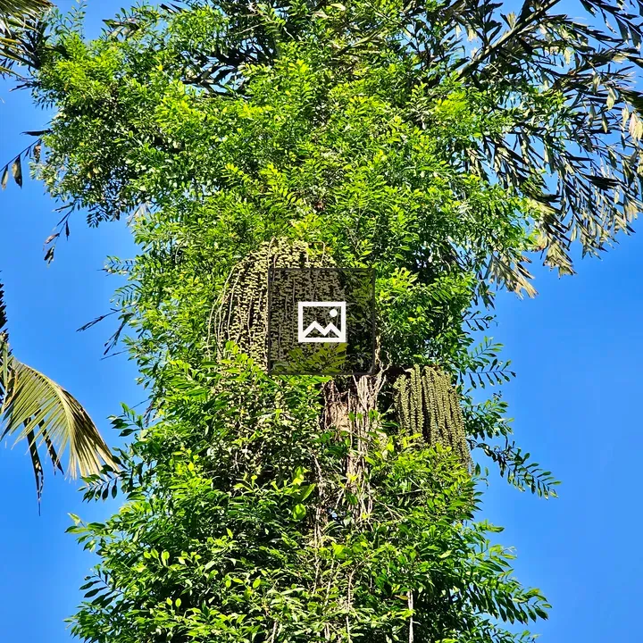 Caryota urens Palm Tree
