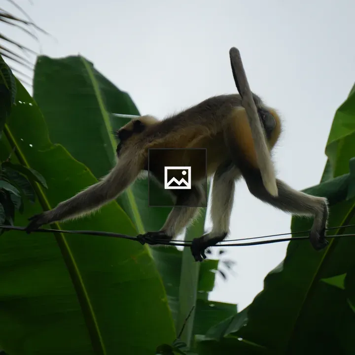 Monkey on a Thin Wire