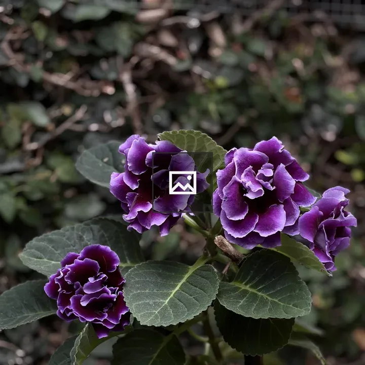 Gloxinia Flowers Close-Up