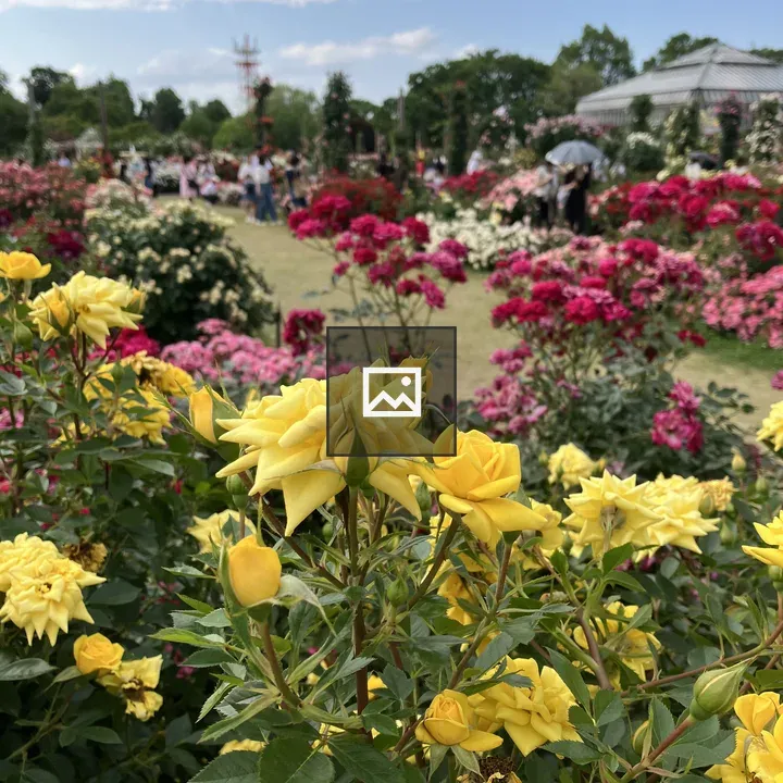 Yellow rose flowers