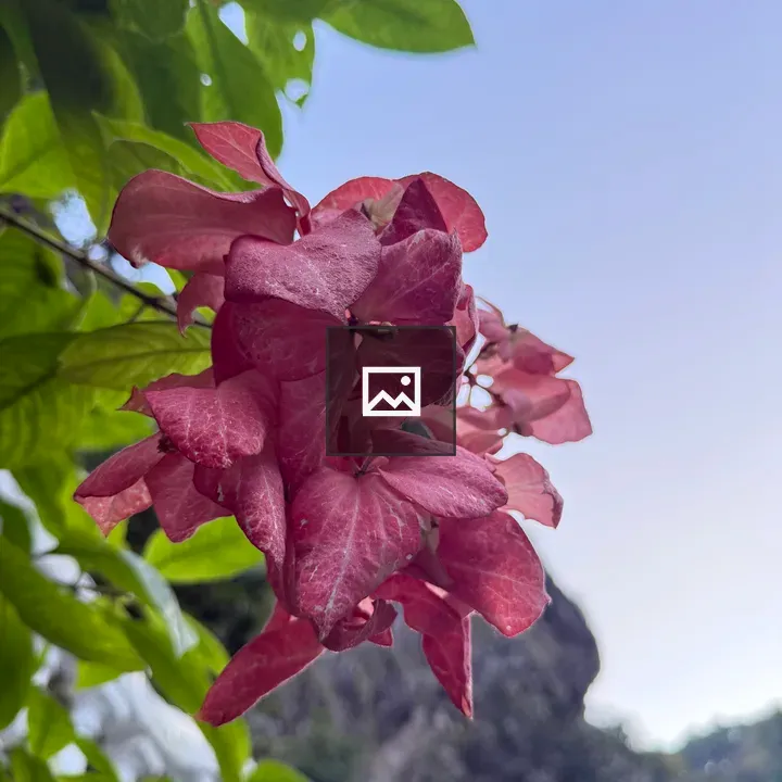 Bougainvillea Flowers in Bloom