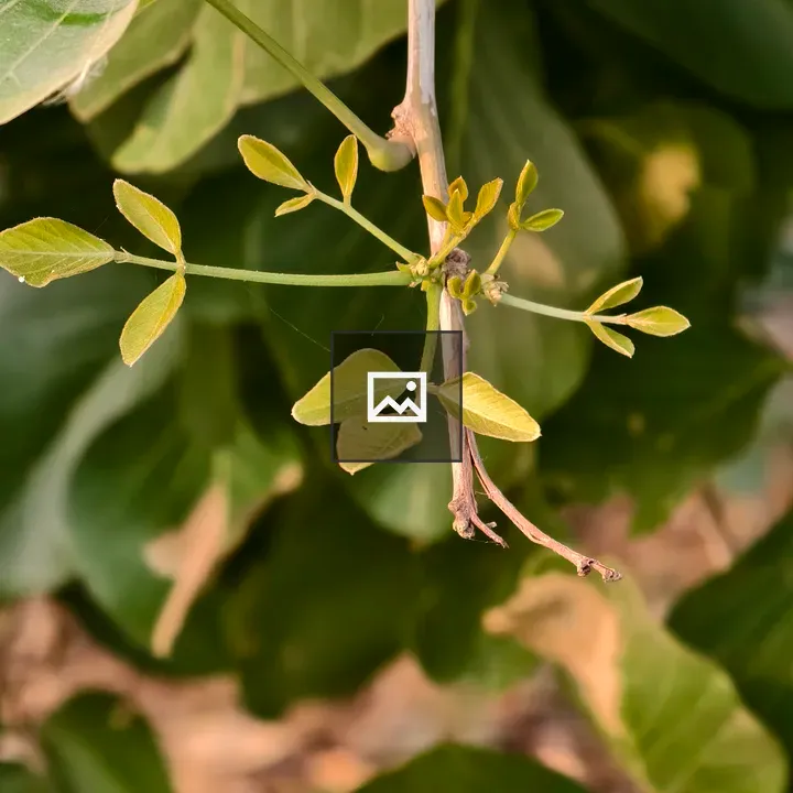 Tree branch with new green leaves