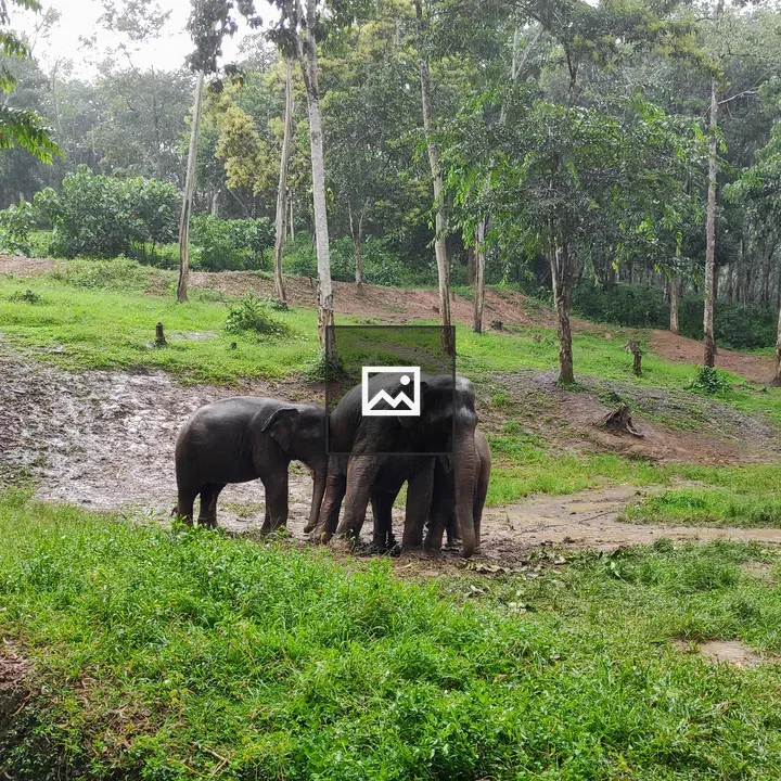 Trio of elephants in green landscape