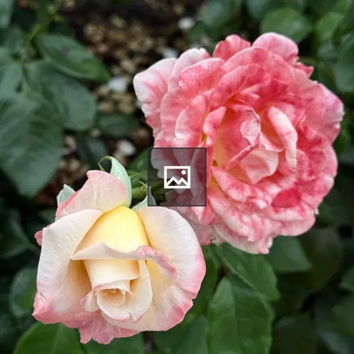 Two Roses in Bloom