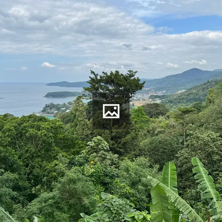 Aerial coastal forest view
