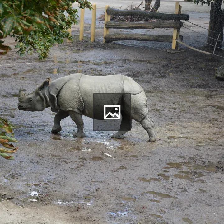 Indian rhinoceros in enclosure