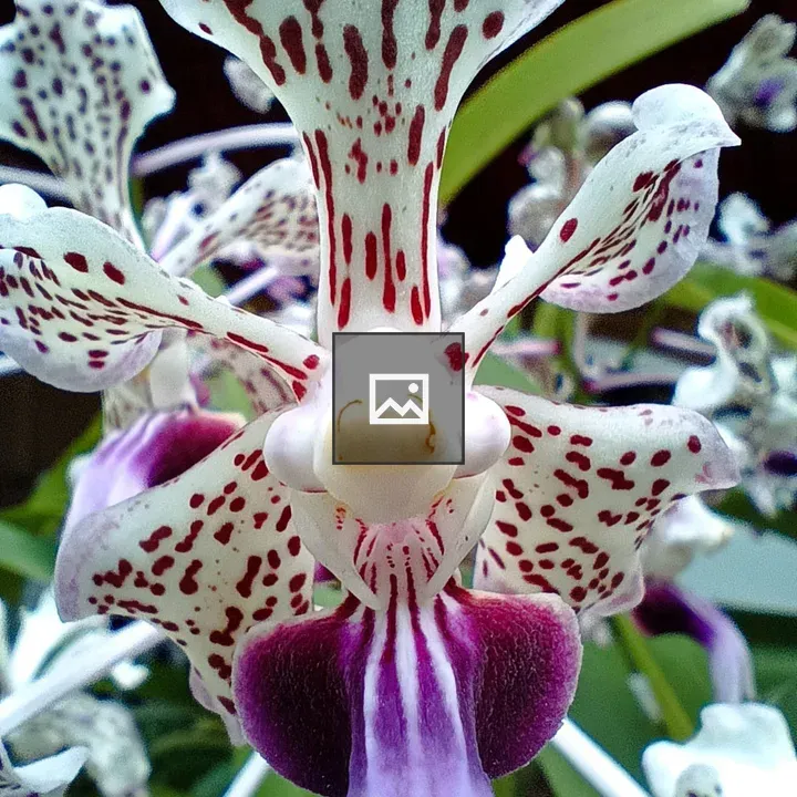 Close-up Orchid Flower