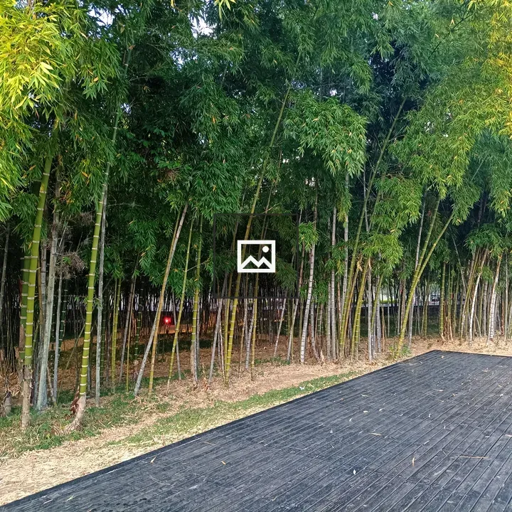 Palos de bambu en Medellín
