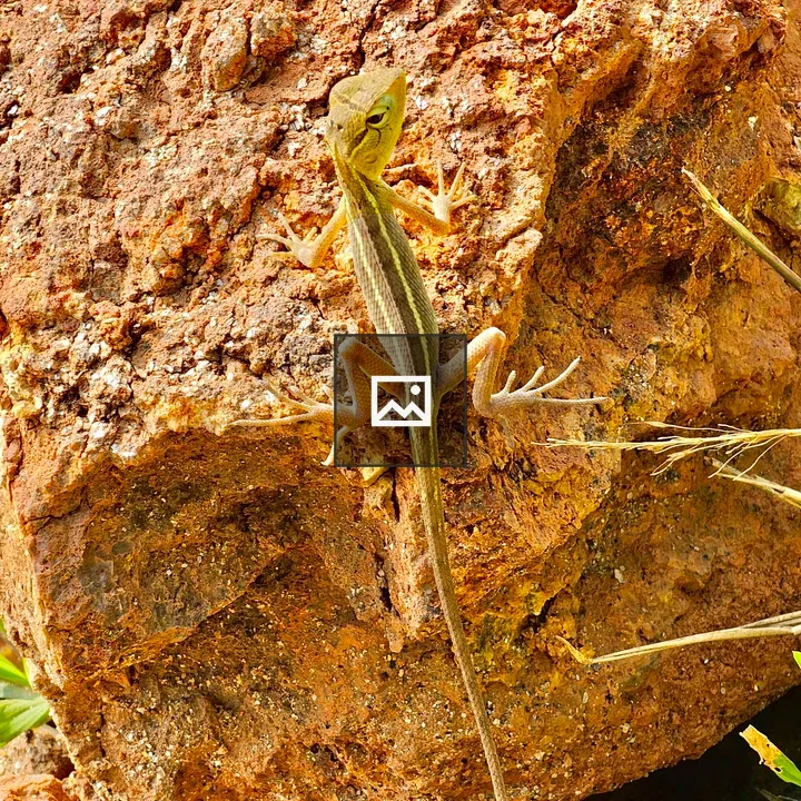 Common garden lizard portrait