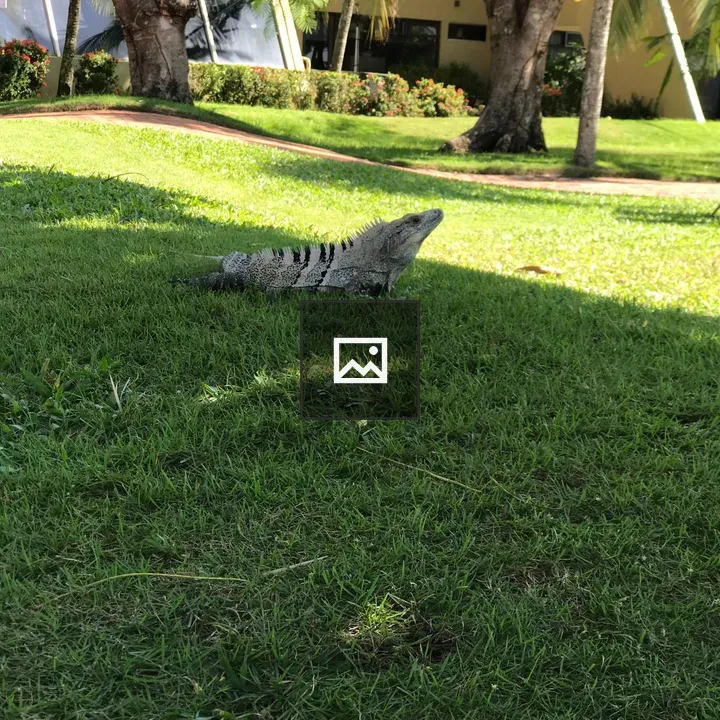 Lizard on Grass Among Tropical Plants