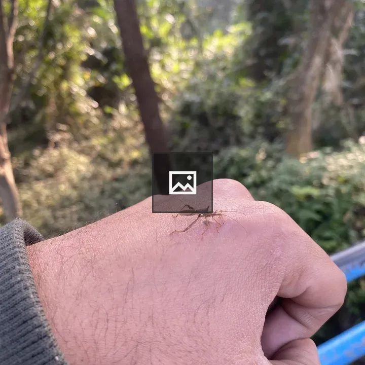 Insect on a Hand in Forest