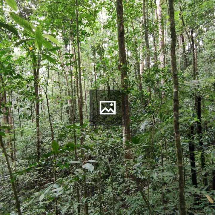 Bosque Húmedo Costa Rica