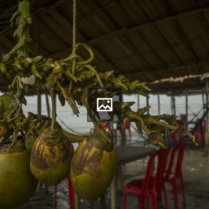 Coconuts Under Thatch Roof