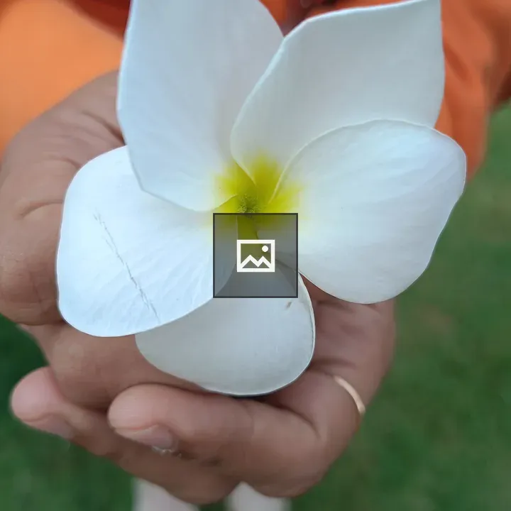 Plumeria Pudica in Hand