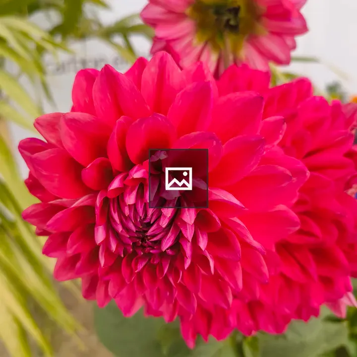 Bright pink dahlia in bloom