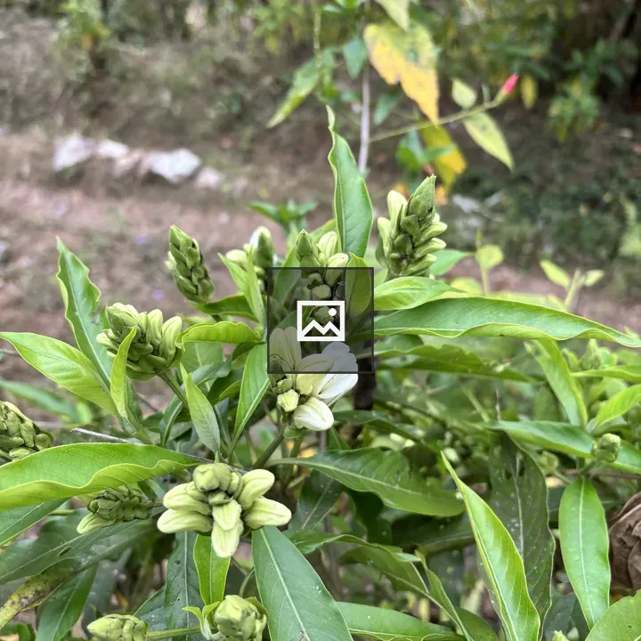 Close-up Green Plant Buds