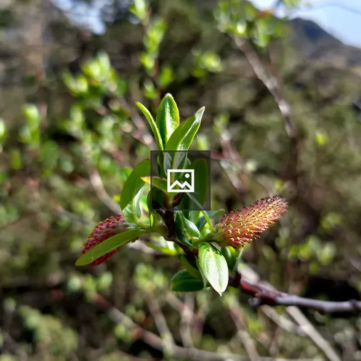 Budding branch with green leaves