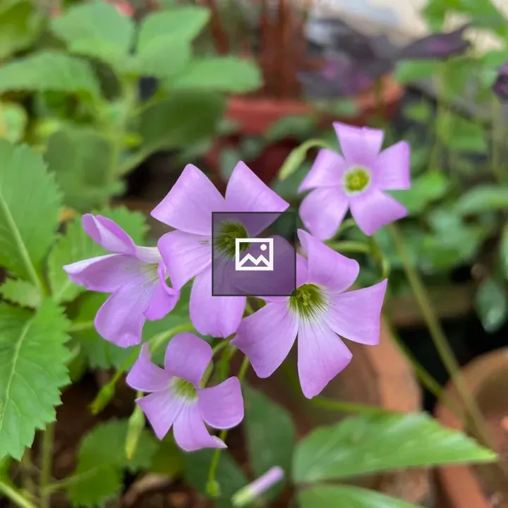 Oxalis triangularis Flower Group