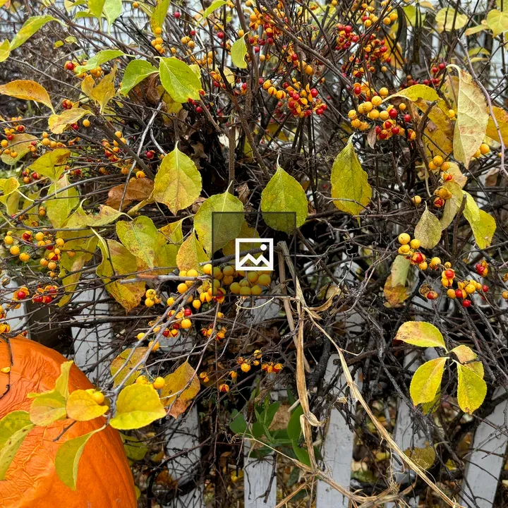 Autumn Bush with Frosty Leaves