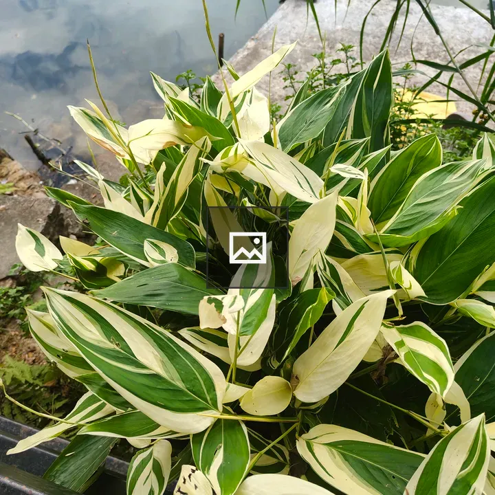 Leaf Cluster on Green and Cream