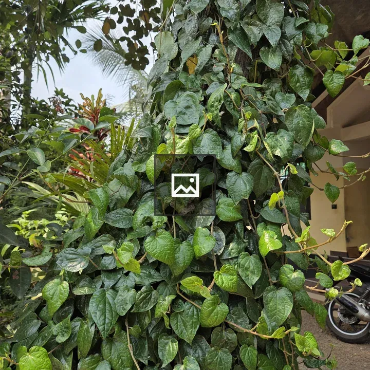 Tree Trunk with Vines and Background Motorcycle