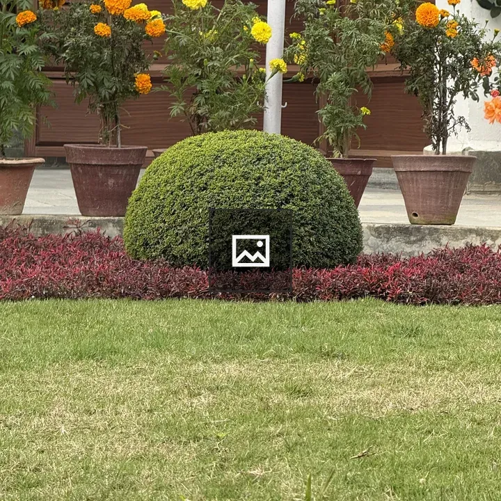 Green spherical bush with red border