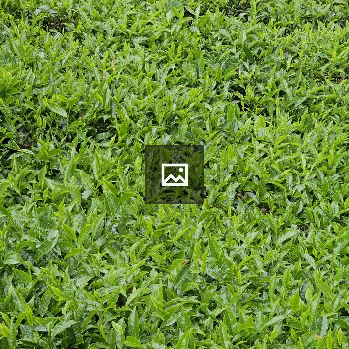 Tea field from Ooty
