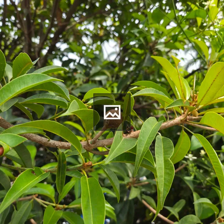 Branch with Chiku Fruit