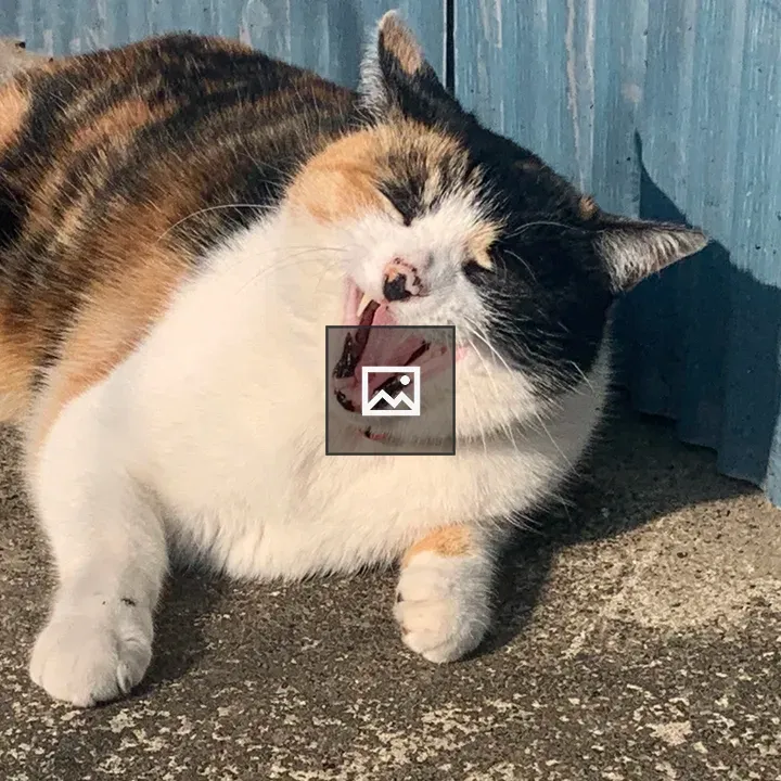 Cat yawning