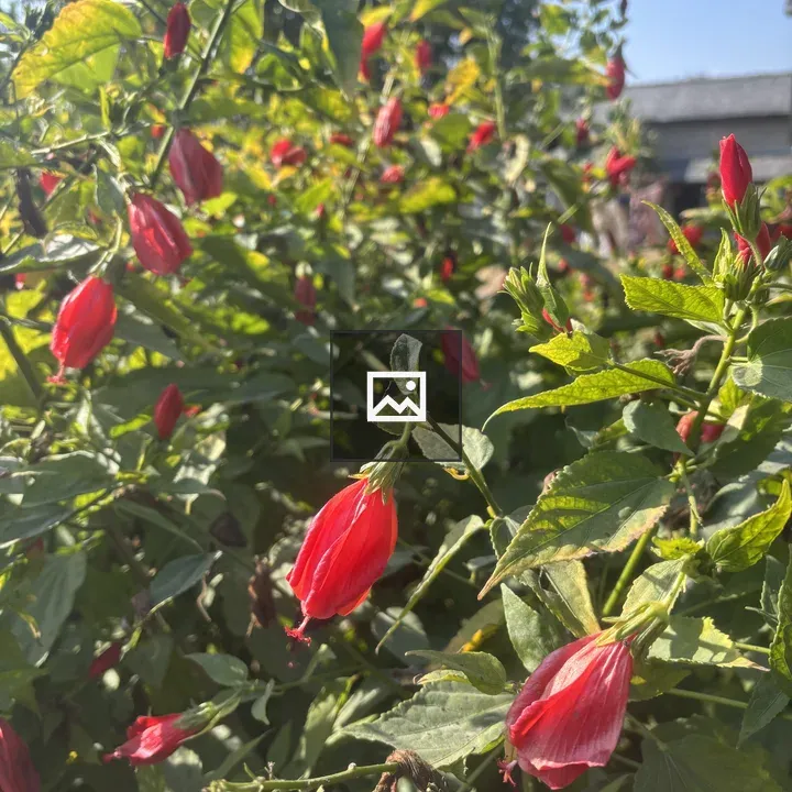 Flowers in a Hanging Bush