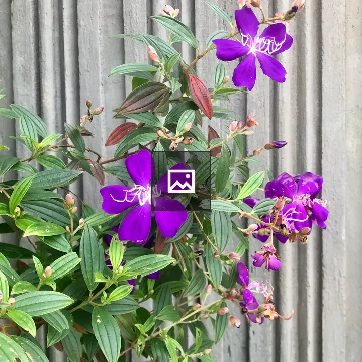 Purple Blossom Flowers