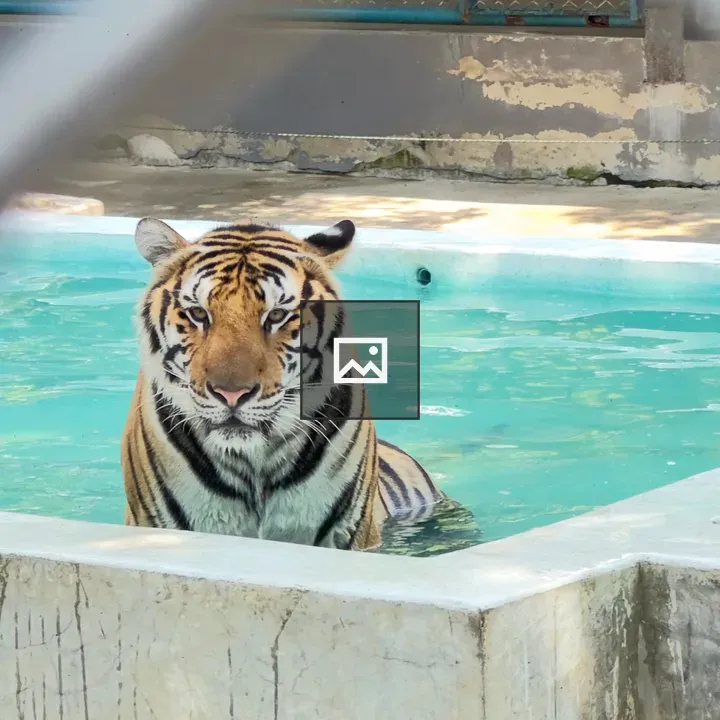Tiger in water enclosure