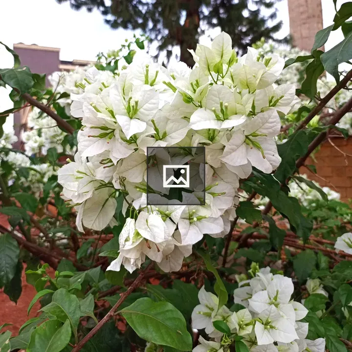 Bougainvillea Bloom Cluster