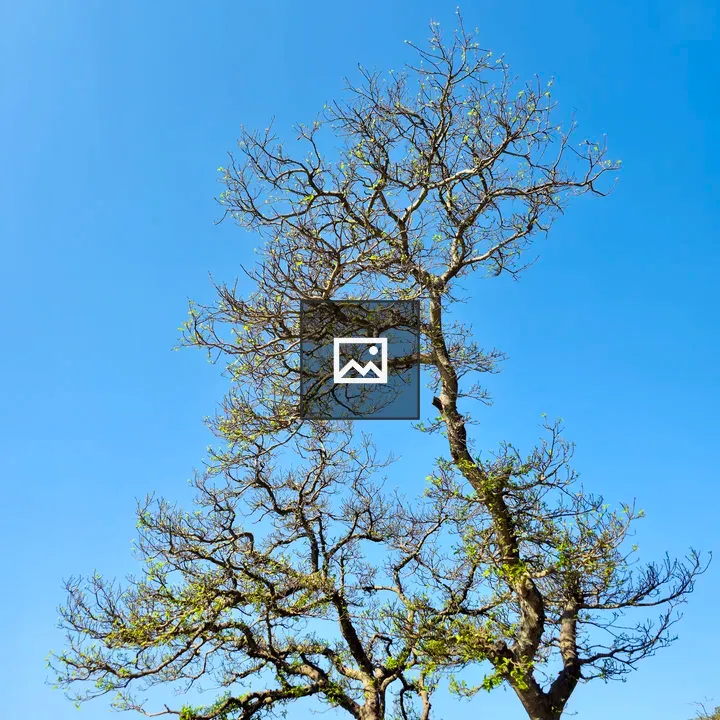 Tall tree with blue sky