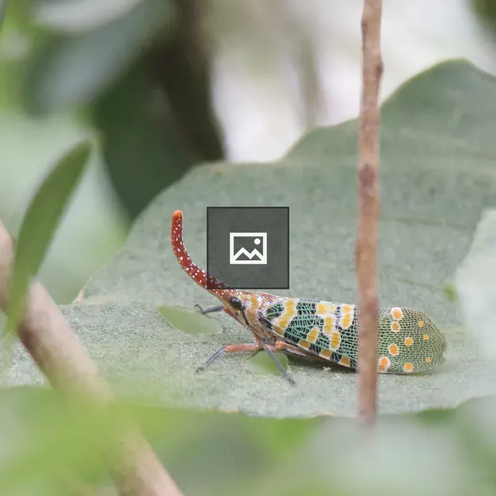 Colorful insect on leaf